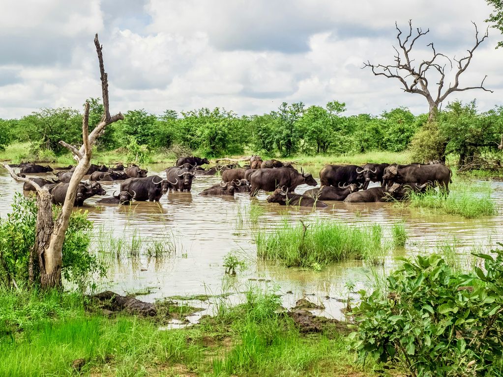 Kruger NP Zuid Afrika groepsrondreis 1